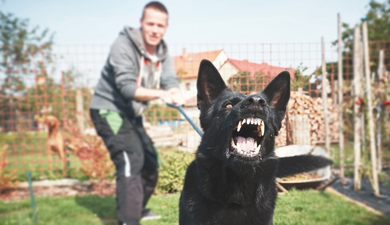 Aggressive dog is barking. Young man with angry black dog on the leash. 