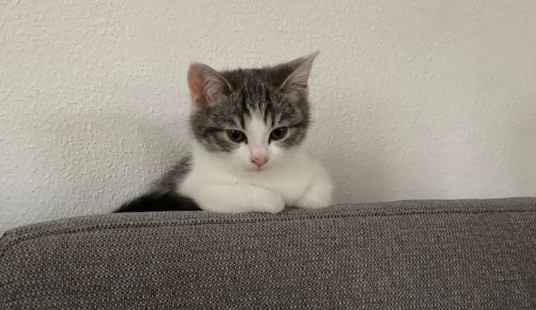 Luna, Balu & Co.: Pandemie befeuert Trend zum Haustier