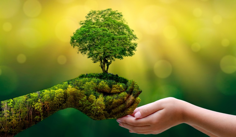 environment Earth Day In the hands of trees growing seedlings. Bokeh green Background Female hand holding tree on nature field grass Forest conservation concept