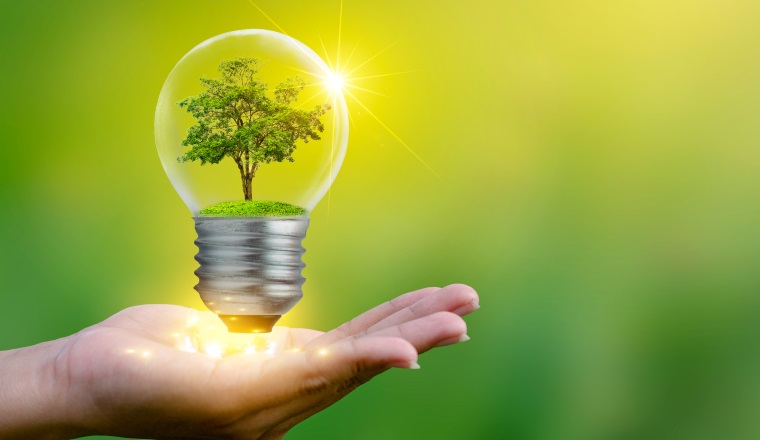 The forest and the trees are in the light. Concepts of environmental conservation and global warming plant growing inside lamp bulb over dry soil in saving earth concept