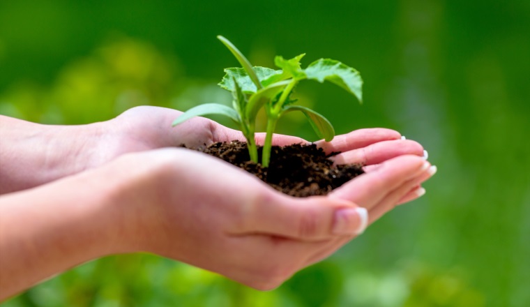 Eine Frau hält eine kleine Pflanze in der Hand. Symbolfotoo für Natur und Wachstum