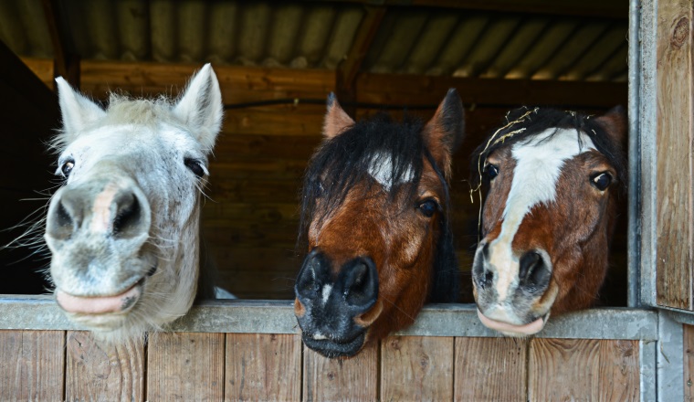 Funny horses in their stable