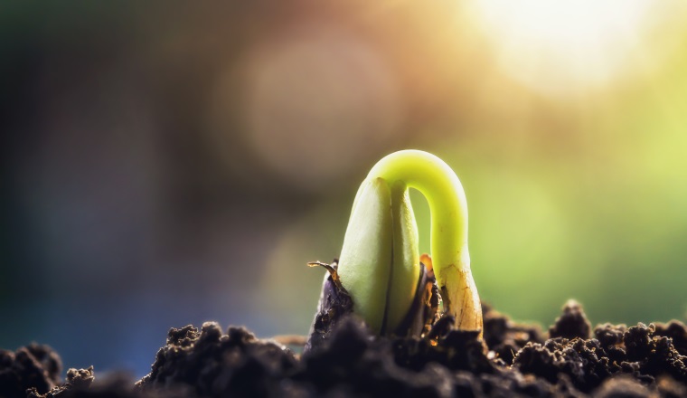 new green sprout growing on soil with sunshine