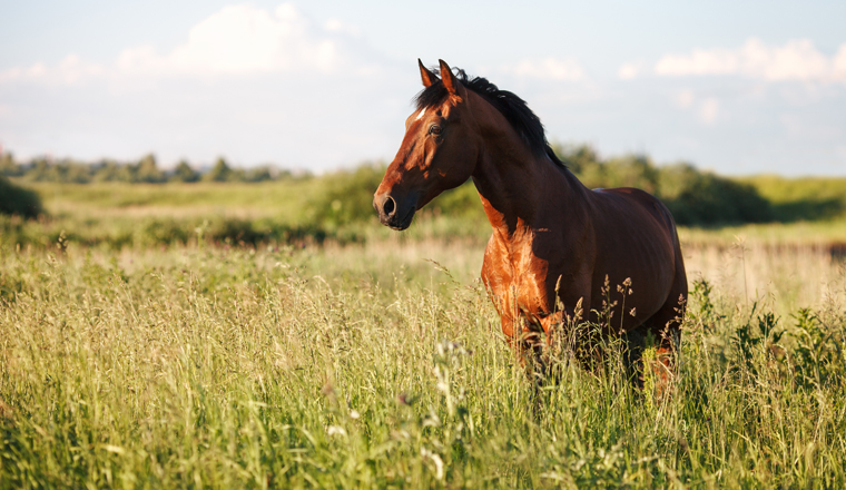 Portrait of a bay horse in the tall grass