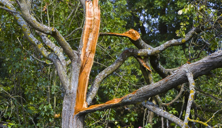 Sturmschaden an einem Obstbaum