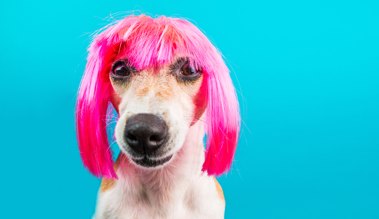 Dog in pink wig looking with contempt and suspicion. Tongue. Funny muzzle portrait. Blue background.