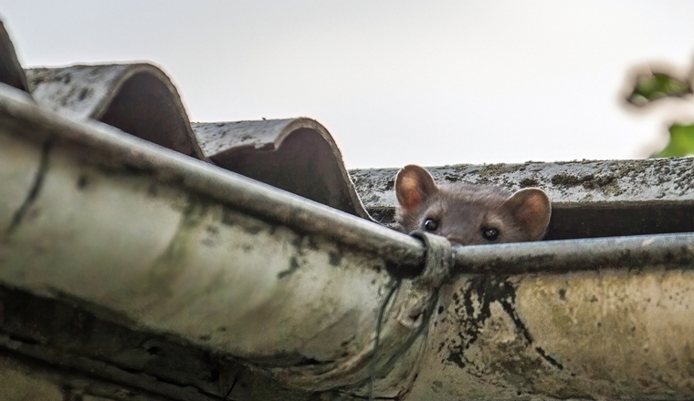 Stone marten peeks out of a gutter