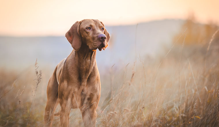 Hungarian hound pointer vizsla dog in autumn in the field