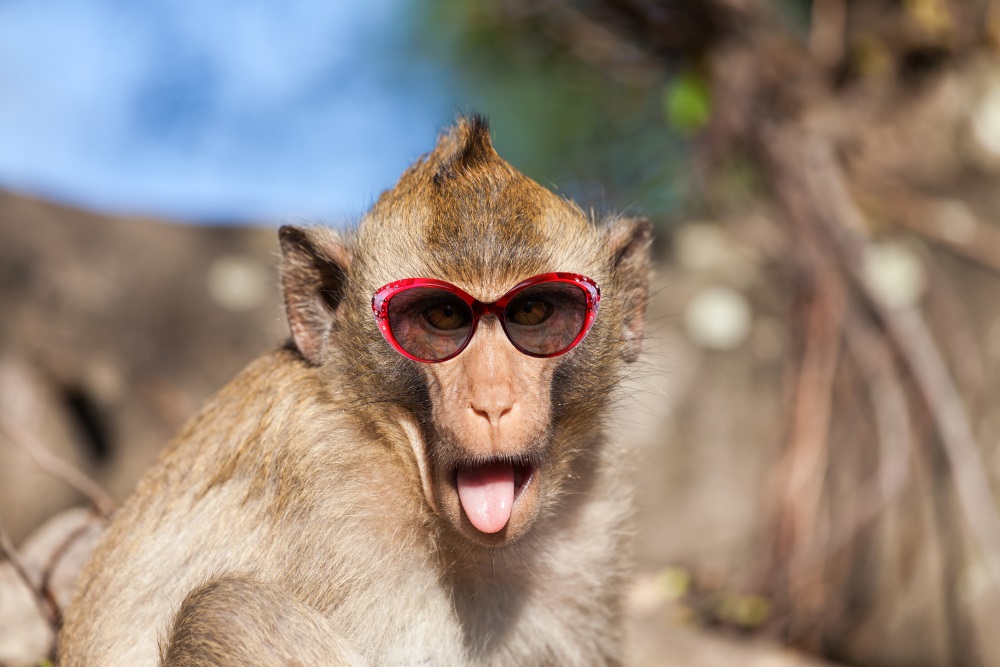 Auf Bali wurde einer Touristin von einem Affen die Brille entrissen. Eine Rückeroberung scheiterte. Der Affe zerstörte die Sehhilfe. Die Brillenträgerin sah darin einen versicherten Raub und hielt die geleistete Kulanzzahlung des Hausratversicherers für nicht ausreichend. Der Ombudsmann sah das anders: Tiere könnten weder Dieb noch Räuber sein, somit sei ein solcher Schaden nicht versichert. <i>[Bild: © zaschnaus - stock.adobe.com]</i>